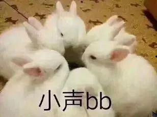 兔兔吃瓜娱乐,娱乐无限，揭秘娱乐圈幕后趣事