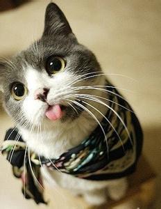 娱乐吃瓜酱桂花猫,揭秘娱乐圈那些不为人知的幕后故事