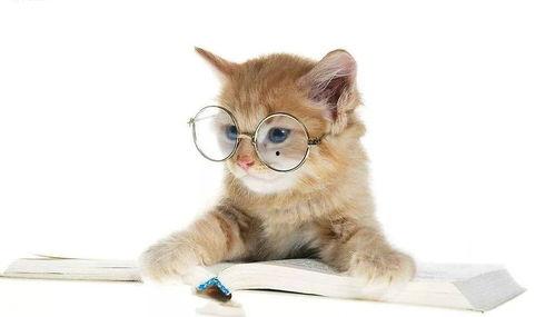 娱乐吃瓜君猫,揭秘娱乐圈那些不为人知的幕后故事