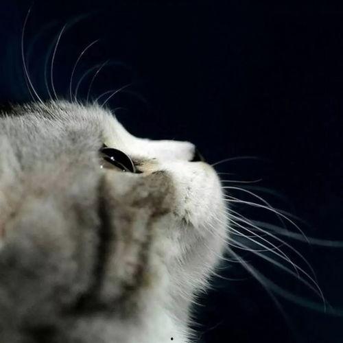 娱乐吃瓜君猫猫,揭秘娱乐圈那些不为人知的幕后故事