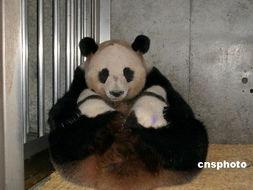 娱乐吃瓜酱功勋大熊猫,国宝传奇，熊猫界的明星风采