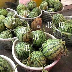 娱乐吃瓜为什么火,揭秘网络现象的火爆之谜