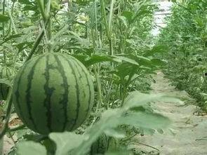 娱乐吃瓜君山河令,古装武侠剧中的甜蜜与热血交织