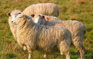 羊了个羊吃瓜娱乐,吃瓜娱乐背后的网络狂欢