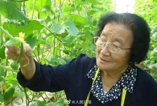 娱乐吃瓜酱中华文化,解码中华文化中的趣味与智慧