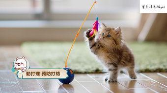 娱乐吃瓜酱猫打翻电视,引发网友热议
